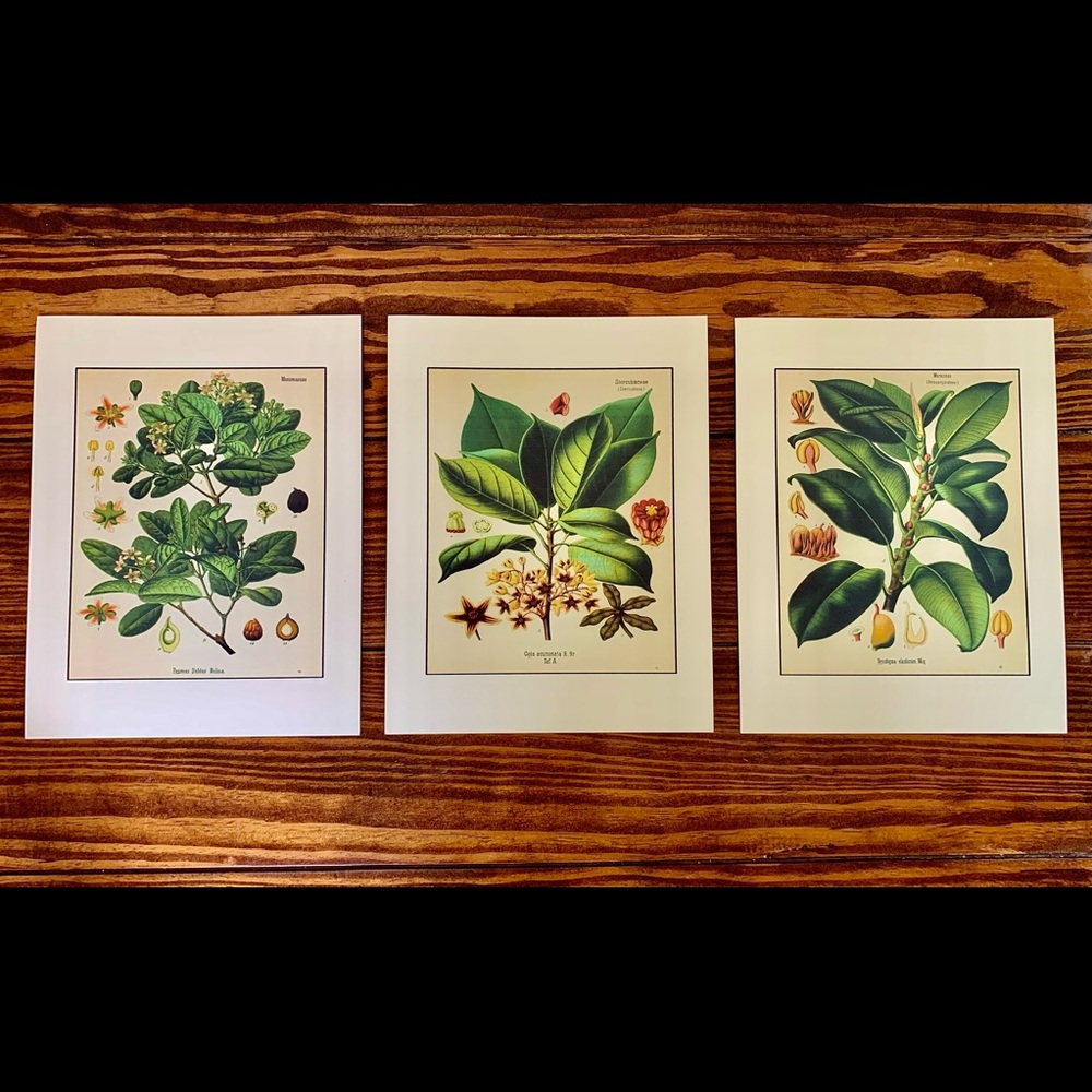 Three Vintage Floral Botanical Prints (8x10)